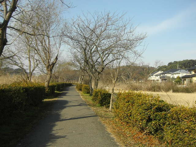 手賀沼遊歩道散策 和田日記